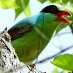 image of bird
