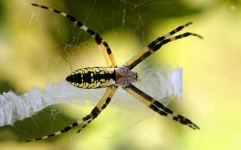 image of black_and_gold_garden_spider #28