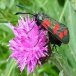 image of animal