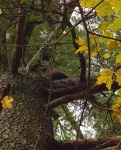 image of porcupine