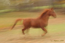 image of sorrel