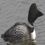 image of bird