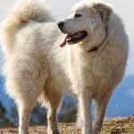 image of animal