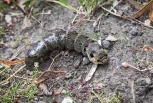 image of animal