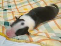 image of border_collie