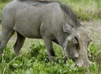 image of warthog