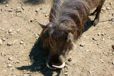image of warthog
