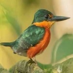 image of bird