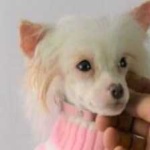 chinese_crested