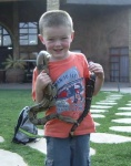 image of boa_constrictor