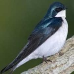 image of bird