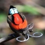 image of bird