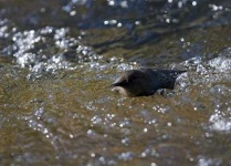 image of water_ouzel