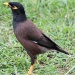 image of bird