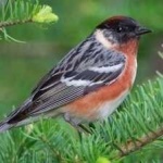image of bird