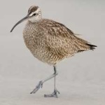 image of whimbrel #16