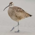 image of bird