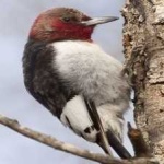 image of red_headed_woodpecker #10