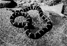 image of king_snake