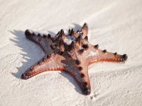 image of starfish