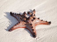 image of starfish #34