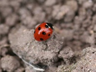 image of ladybug