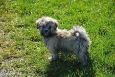 image of lhasa