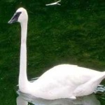 image of bird