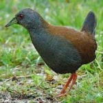 image of bird