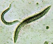 image of nematode