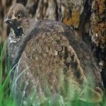 image of bird