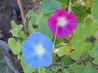 image of flower
