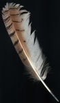 image of quill