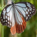 image of animal