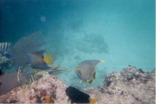 image of coral_reef