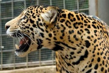 image of jaguar_car