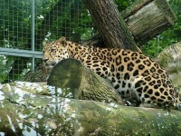 image of jaguar_car