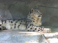 image of snow_leopard