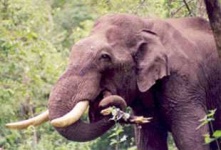 image of tusker