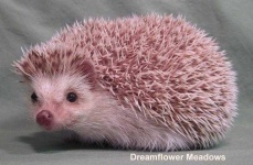 image of hedgehog