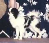 image of japanese_spaniel