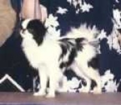 image of japanese_spaniel #17