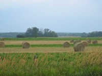 image of hay