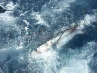 image of gar