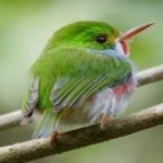 image of bird