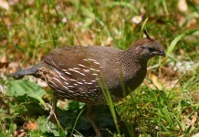 image of quail