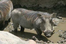 image of warthog