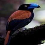 image of bird