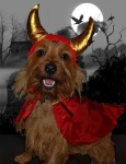 image of australian_terrier