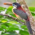 image of bird